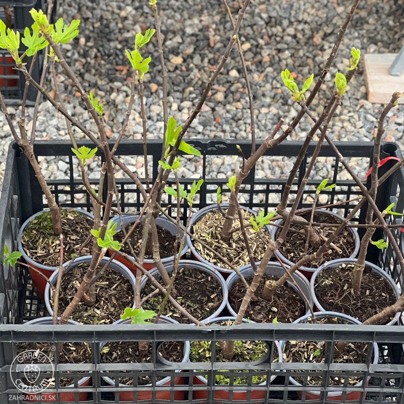 Obrázok Figovník jedlý (Ficus carica) ‘OSBORN PROLIFIC’ - výška 40-60 cm, kont. C2L (-15°C)